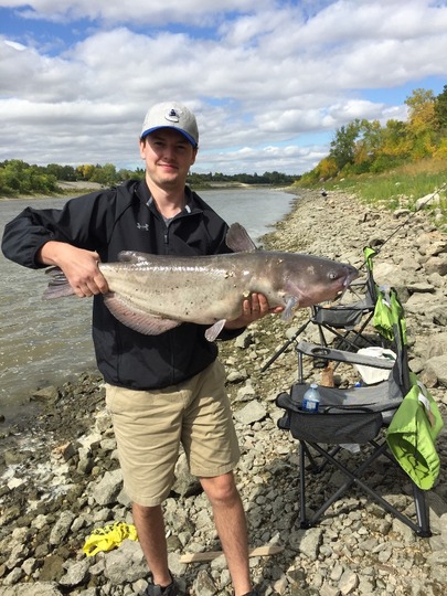 Channel Catfish