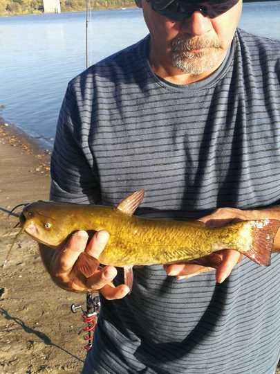 Bullhead