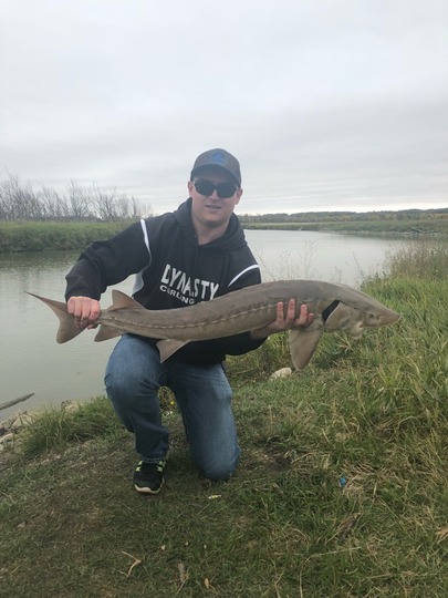 Lake Sturgeon