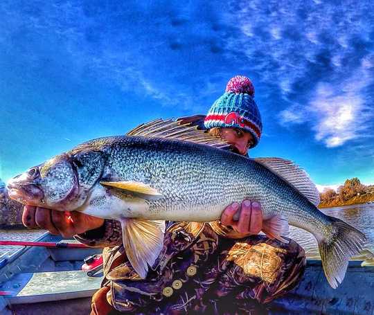 Walleye