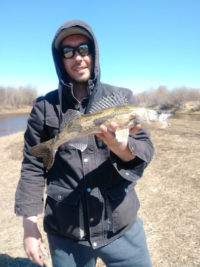 Sauger