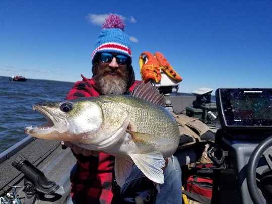 Walleye