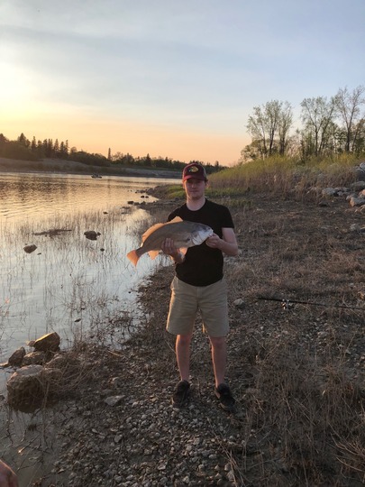 Freshwater Drum