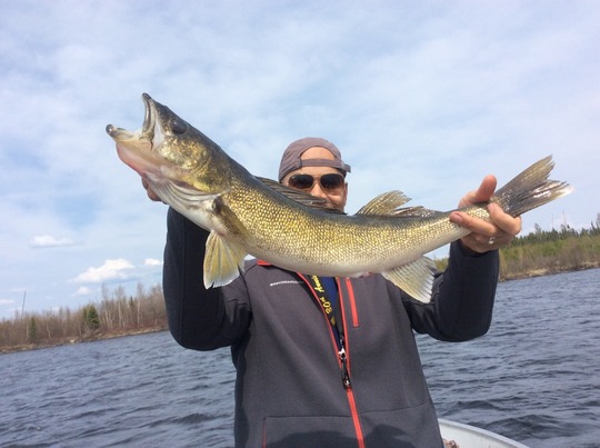 Walleye