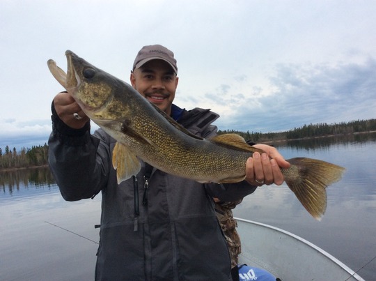 Walleye