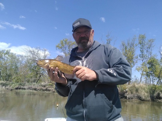 Bullhead