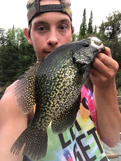 Black Crappie