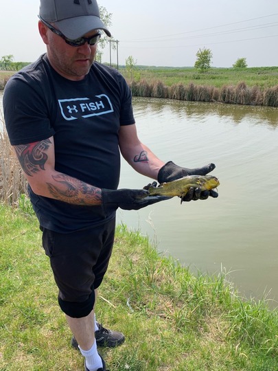 Bullhead
