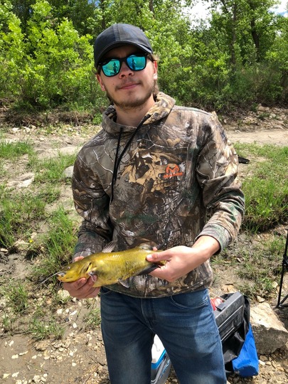 Bullhead