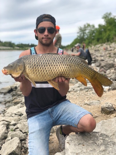 Common Carp