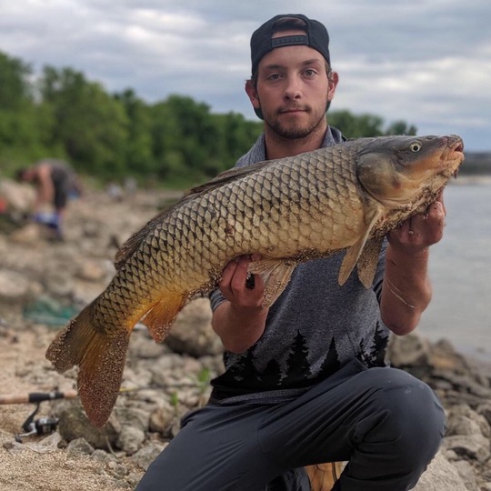 Common Carp