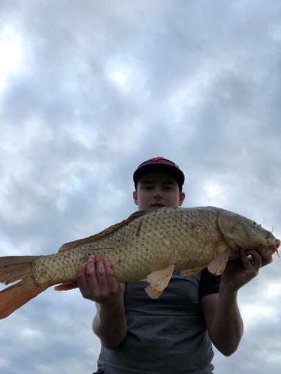 Common Carp
