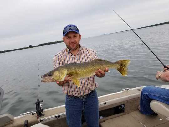 Walleye