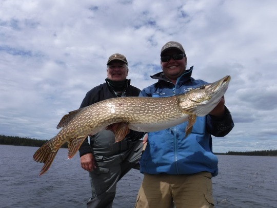 Northern Pike