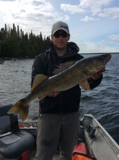 Walleye