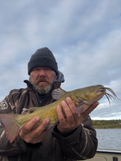 Bullhead