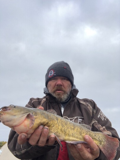 Bullhead