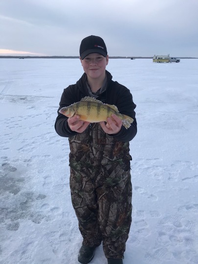 Yellow Perch