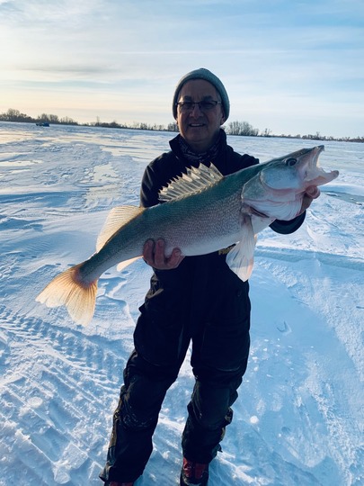 Walleye