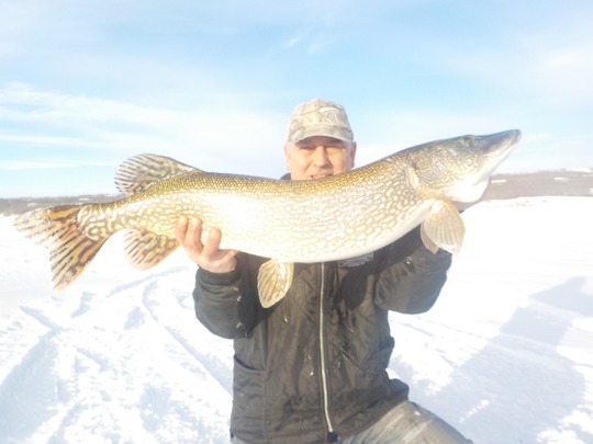 Northern Pike