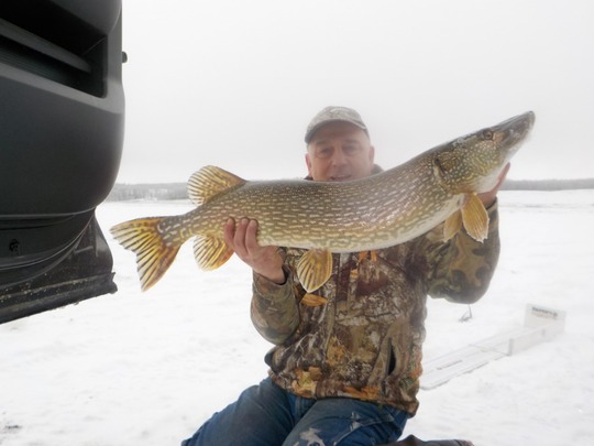 Northern Pike