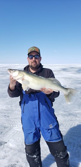 Walleye