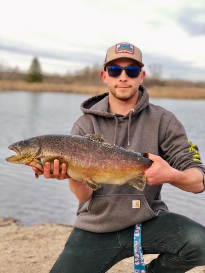 Brown Trout