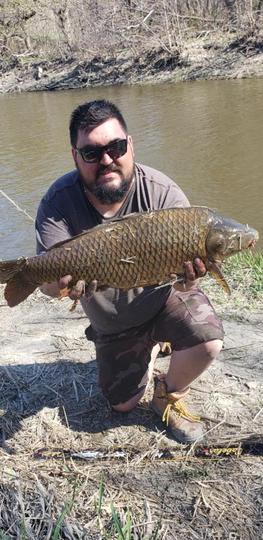 Common Carp