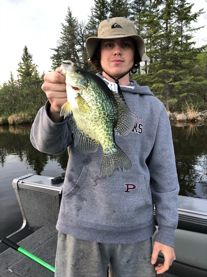 Black Crappie