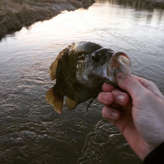 Rock Bass