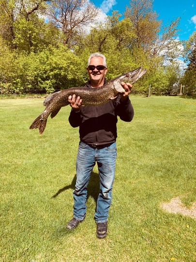 Northern Pike