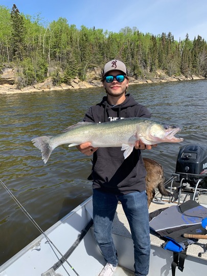 Walleye