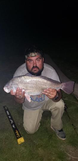 Freshwater Drum