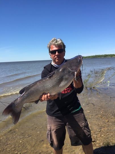 Channel Catfish