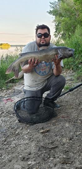 Channel Catfish