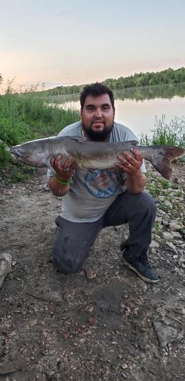 Channel Catfish