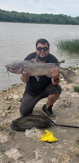 Channel Catfish