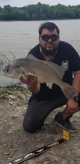 Freshwater Drum