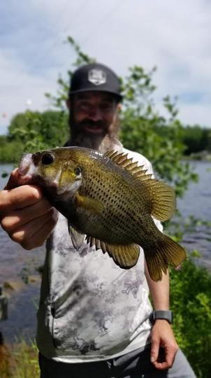 Rock Bass