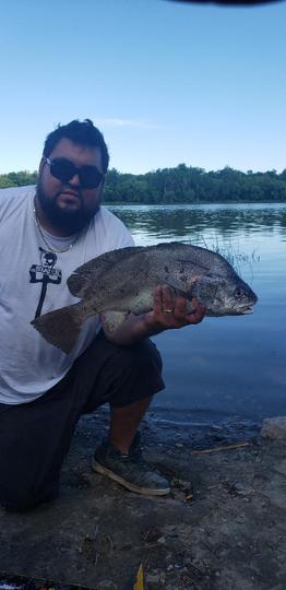 Freshwater Drum