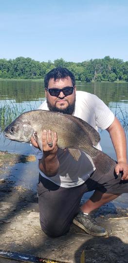 Freshwater Drum