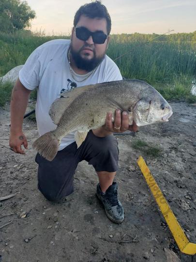 Freshwater Drum