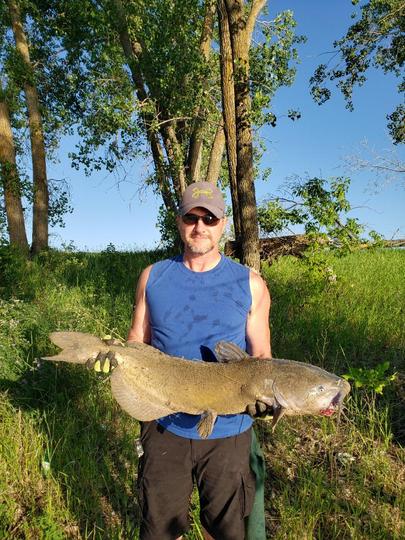 Channel Catfish