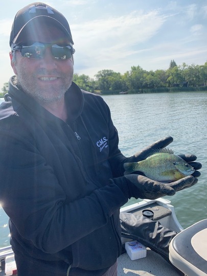 Sunfish