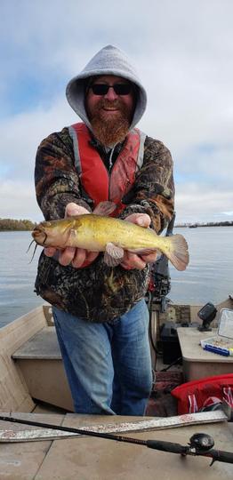 Bullhead