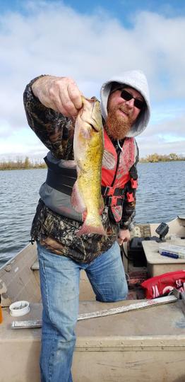 Bullhead