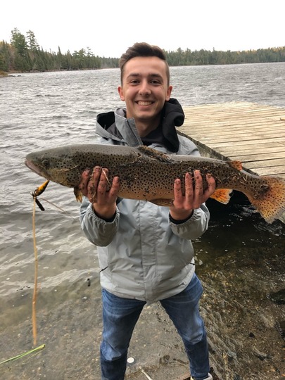 Brown Trout