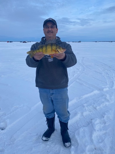 Yellow Perch