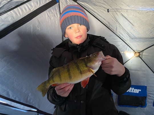 Yellow Perch