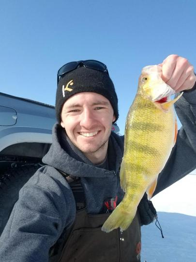 Yellow Perch